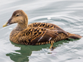 Common Eider
